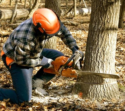 Tree Removal in Palmyra, VA